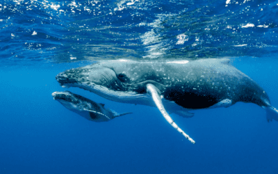 Al encuentro con gigantes del Mar de Cortés: Avistamiento de ballenas en Puerto Peñasco, Sonora