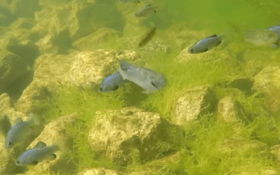 Native fishes of the Rio Sonoyta