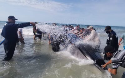 El rescate de una ballena