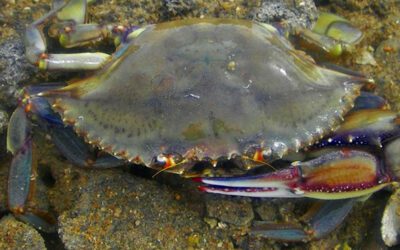 Monitoring of bycatch in the green crab fishery in the Puerto Peñasco to Puerto Lobos Biological Corridor, Sonora, Mexico Case study on quantifying food loss and waste