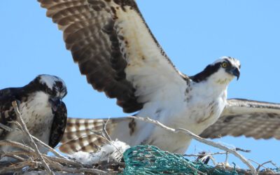 Learning About Western Osprey Nests in a Fishing Community of the Sonoran Coast