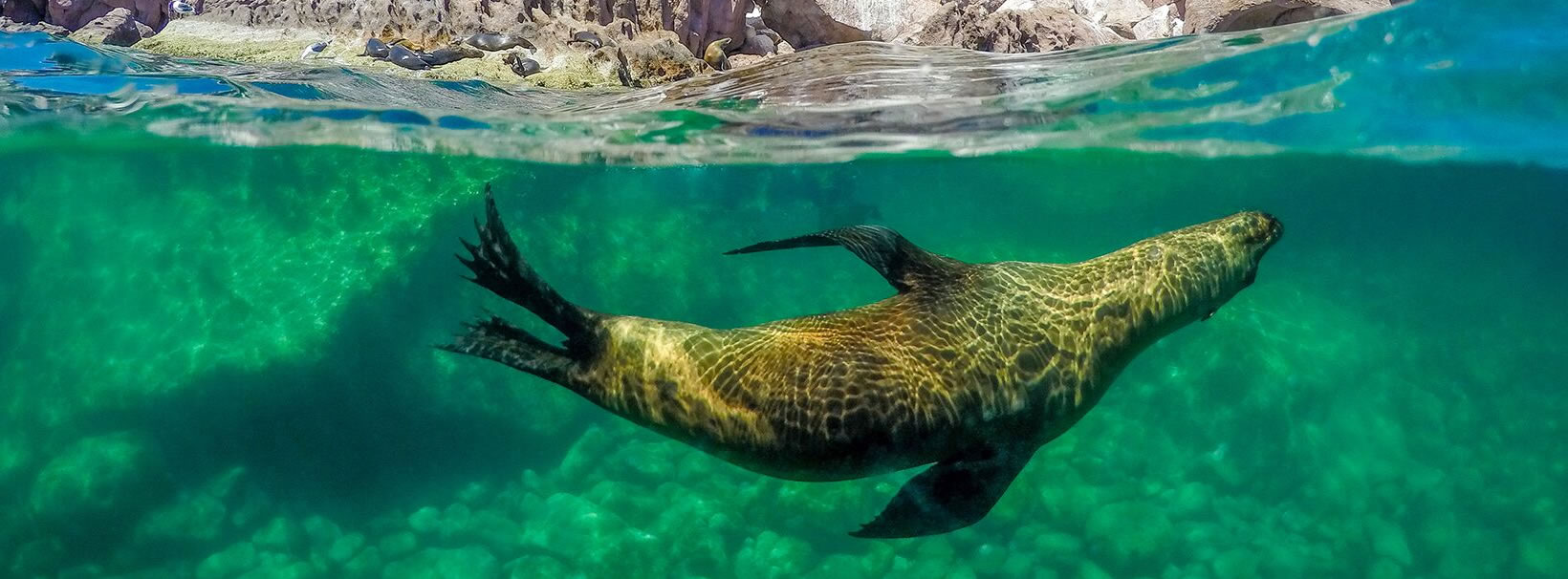 seal playing under green ocean